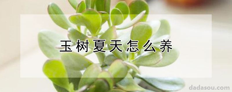 玉树夏天怎么养