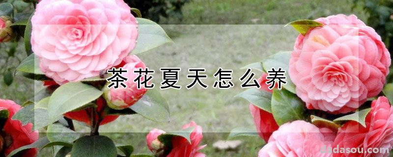 茶花夏天怎么养