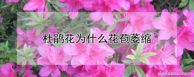 杜鹃花为什么花苞萎缩