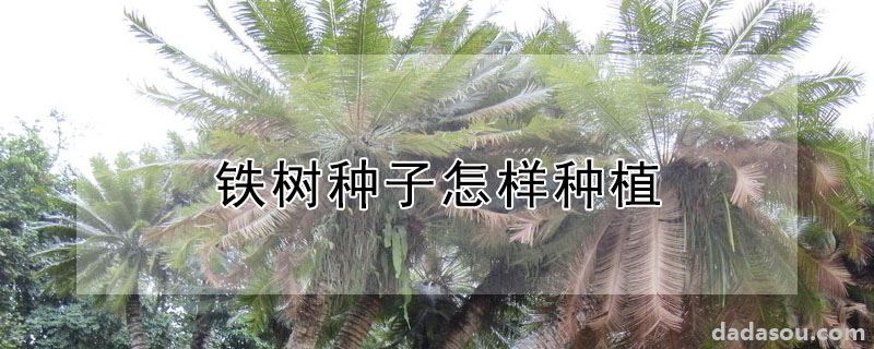 铁树种子怎样种植