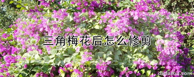 三角梅花后怎么修剪