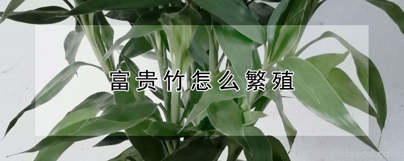 富贵竹怎么繁殖