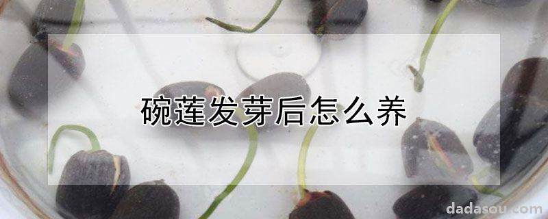 碗莲发芽后怎么养