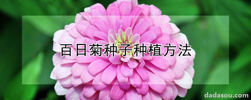 百日菊种子种植方法