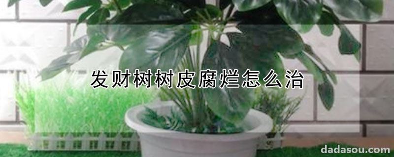 发财树树皮腐烂怎么治