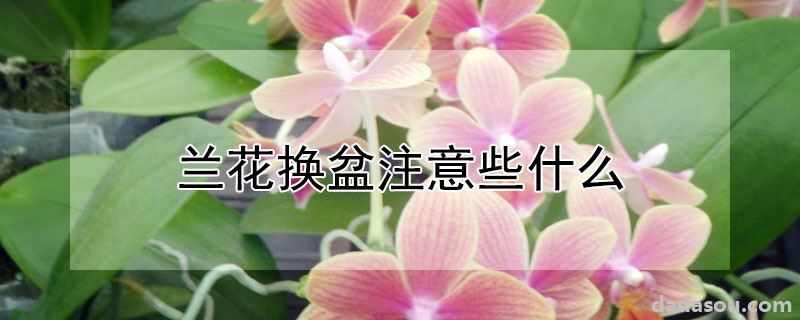 兰花换盆注意些什么