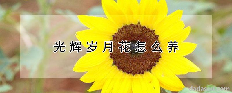 光辉岁月花的养殖方法（光辉岁月花怎么养）