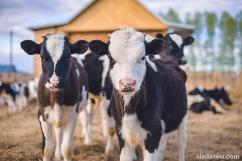 儿童免疫力低下，吃牛初乳加钙片有用吗？