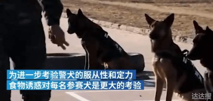 警犬面对火腿肠诱惑不为所动