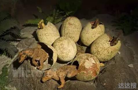 江西工地挖出6600万年前恐龙蛋化石