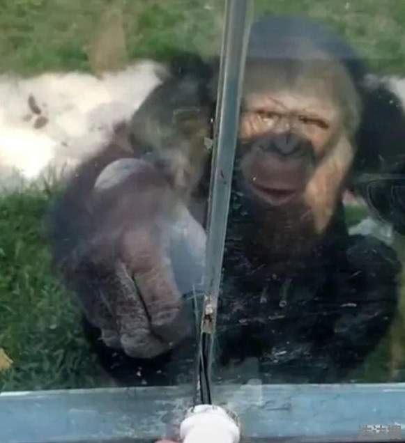 黑猩猩自备吸管喝游客给的饮料1