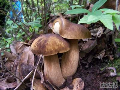 野蘑菇的功效和营养价值 野菌菇的功效与作用