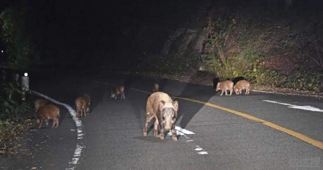 日本福岛出现放射性杂交野猪 日本福岛变异野猪