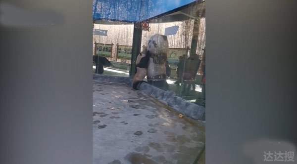 大熊猫向展馆外的熊猫玩偶求抱抱
