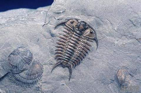 江苏油田发现6000万岁鱼化石2