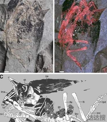 辽西发现1.2亿前古喙鸟幼体