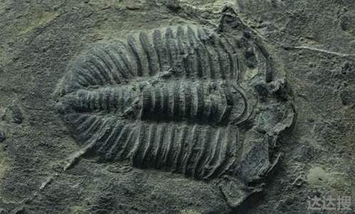 江苏油田发现6000万岁鱼化石