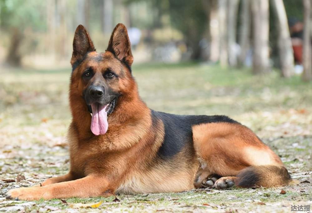 养德牧办不了犬证怎么办 长沙德牧怎么办犬证