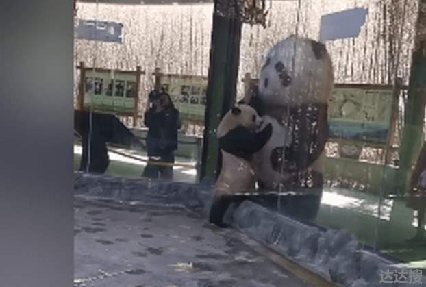 大熊猫向展馆外熊猫玩偶求抱抱1