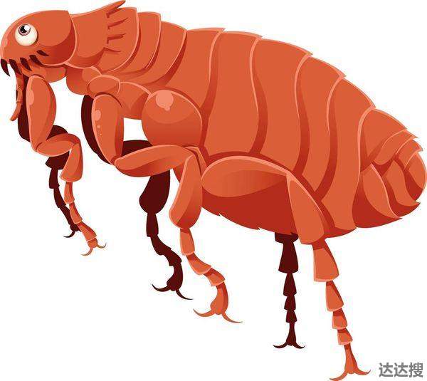 跳蚤咬人很规律 老鼠跳蚤咬的症状图片