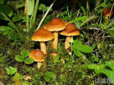 野蘑菇怎样识别有毒 如何识别有毒的蘑菇