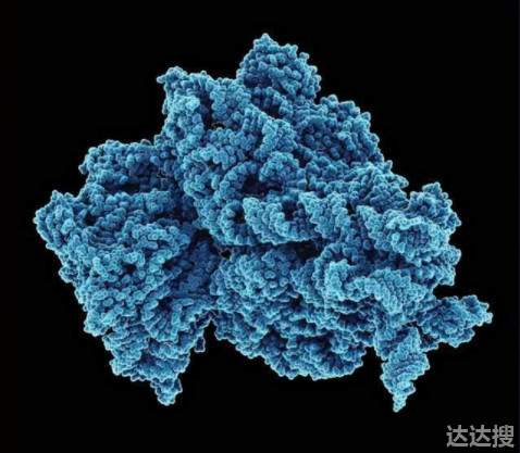 新研究发现冠状病毒“致命弱点” 研究发现冠状病毒致命弱点
