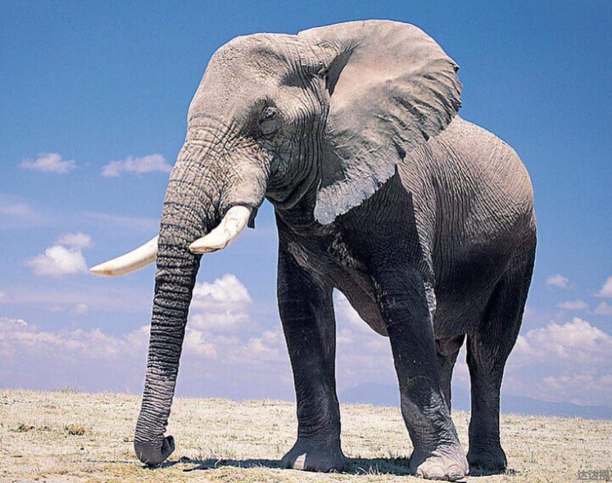 云南"堵象人"悲催了,4天吃住在车上 云南堵象人4天吃住在车上