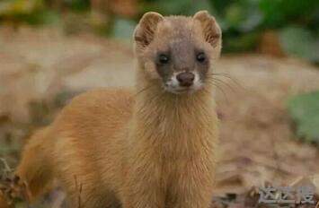 黄鼠狼为什么称为黄仙 黄鼠狼为什么称为黄仙视频