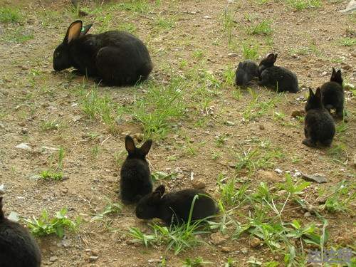 2023年为什么是黑兔年