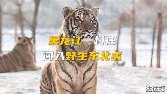 黑龙江被控制东北虎将被提取基因 黑龙江东北虎林园