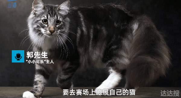 名贵猫王后代医院体检被误做绝育