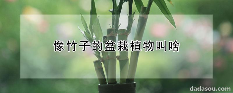 像竹子的盆栽植物叫啥