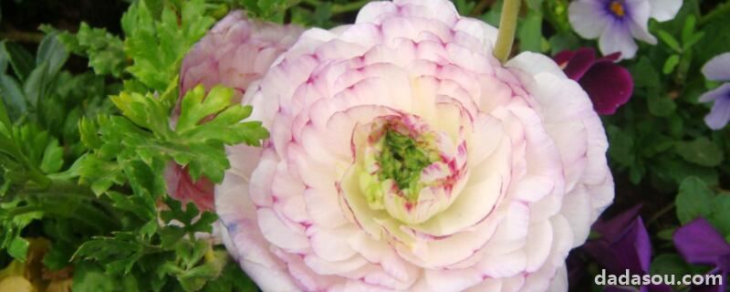 花毛茛怎么修剪