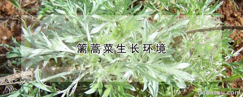 篱蒿菜生长环境