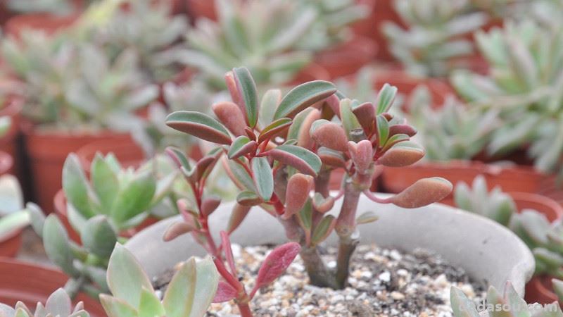 红背椒草有毒吗_红背椒草有毒