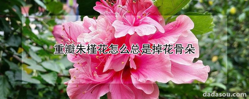 重瓣朱槿花掉花骨朵的原因（重瓣朱槿花怎么总是掉花骨朵）