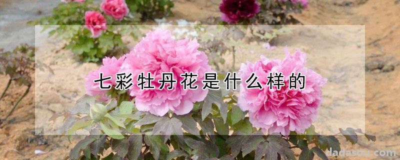 七彩牡丹花是什么样的