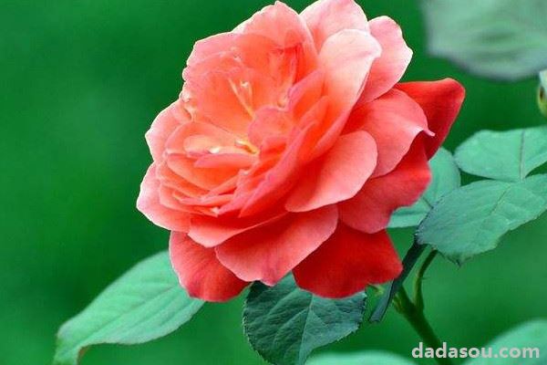 月季花的花朵能开放多久_月季花可以开多长时间