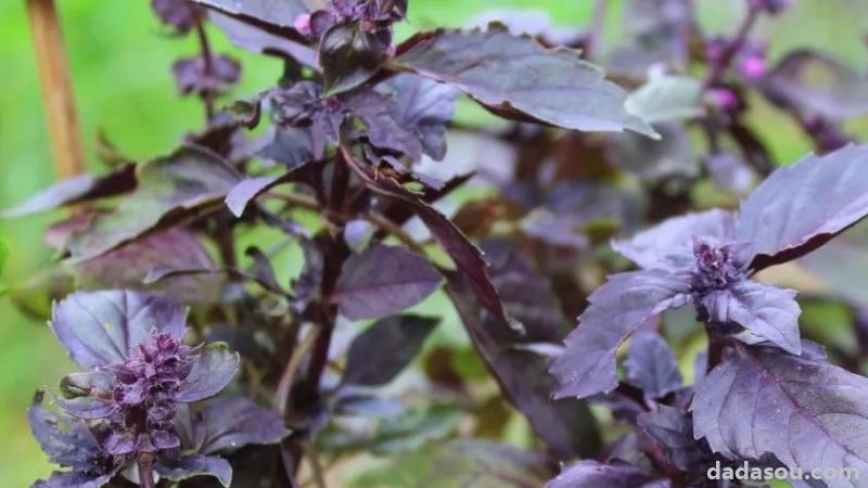 紫苏有回回苏,野生紫苏和耳齿紫苏三个变种 , 其中回回苏又被称之为