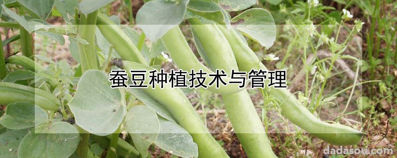 蚕豆种植技术与管理