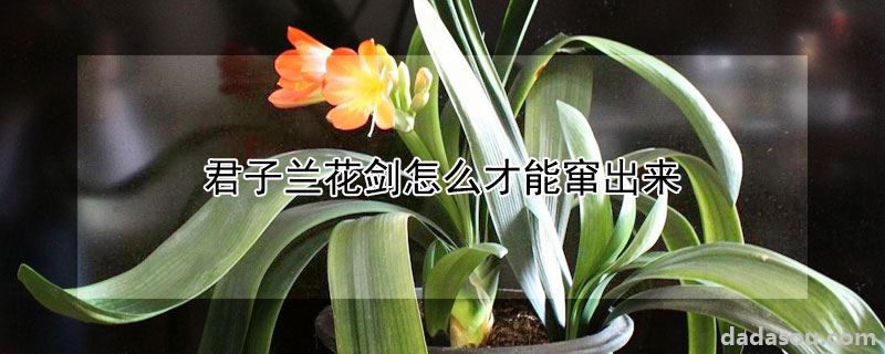 君子兰花剑怎么才能窜出来