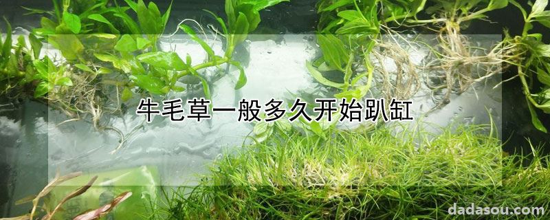 牛毛草一般多久开始趴缸