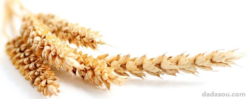 小麦的种植与管理技术