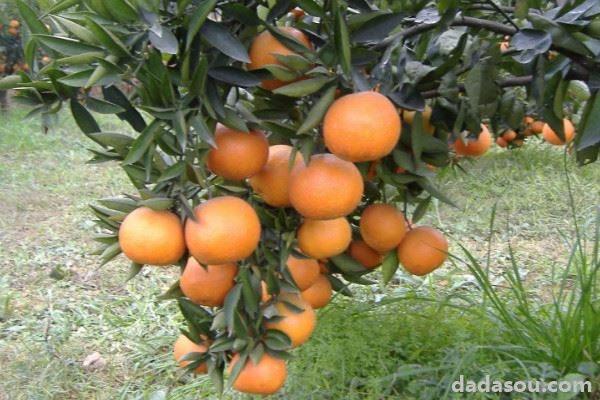 柑橘类水果有哪些