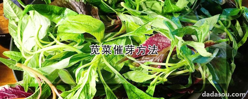 苋菜催芽方法