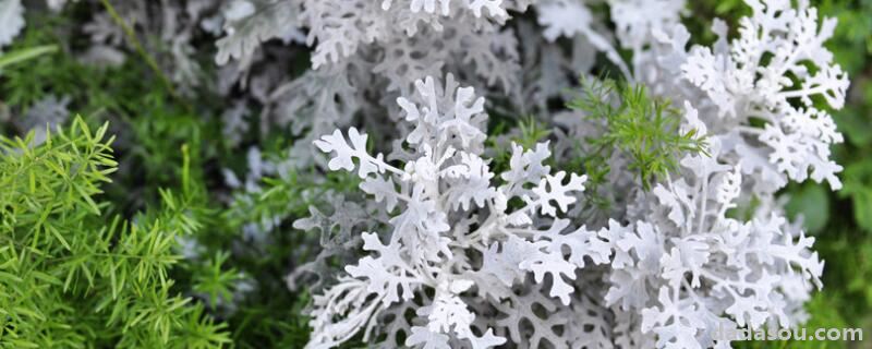 银叶菊夏天养护