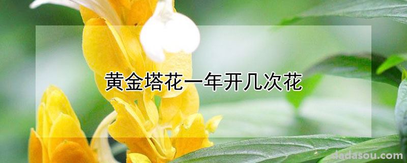 黄金塔花一年开多少次花朵（黄金塔花一年开几次花）