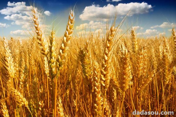 小麦的种植与管理技术