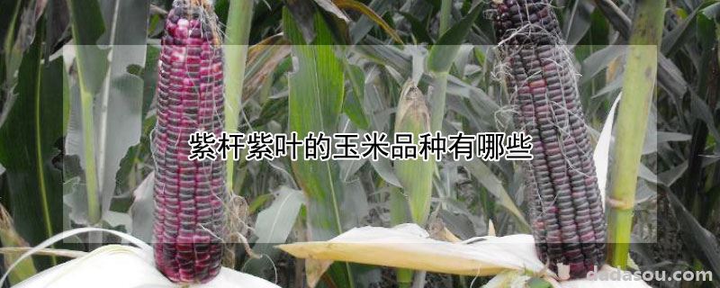 紫杆紫叶的玉米品种有什么（紫杆紫叶的玉米品种有哪些）