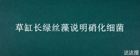 草缸长绿丝藻说明硝化细菌